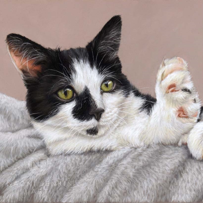 Pet portrait of cat by Naomi Jenkin Art. 