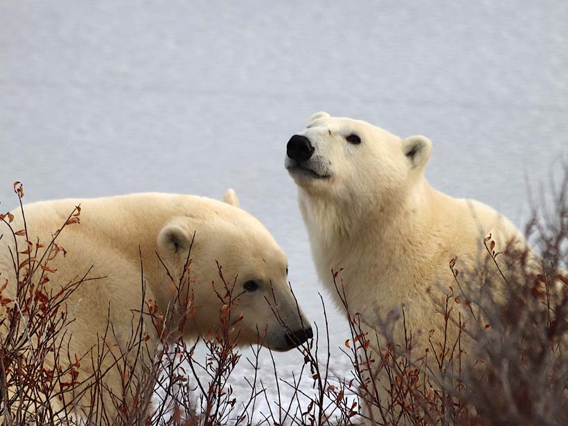 Two young polar bears.