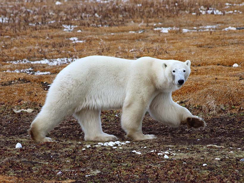 Male polar bear roaming the tundra