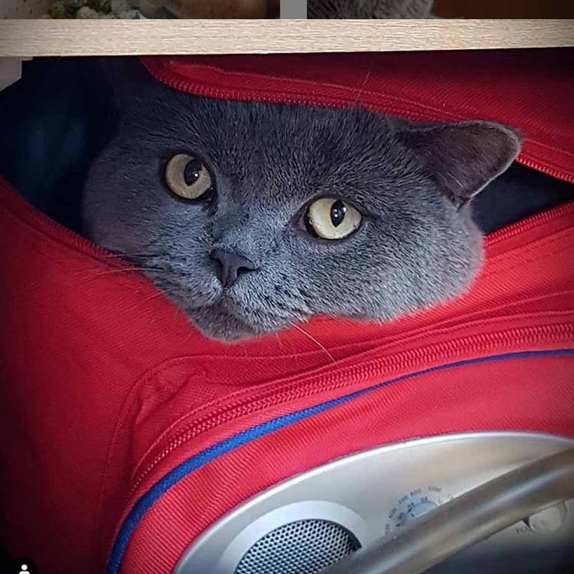 Cat in his cosy suitcase.