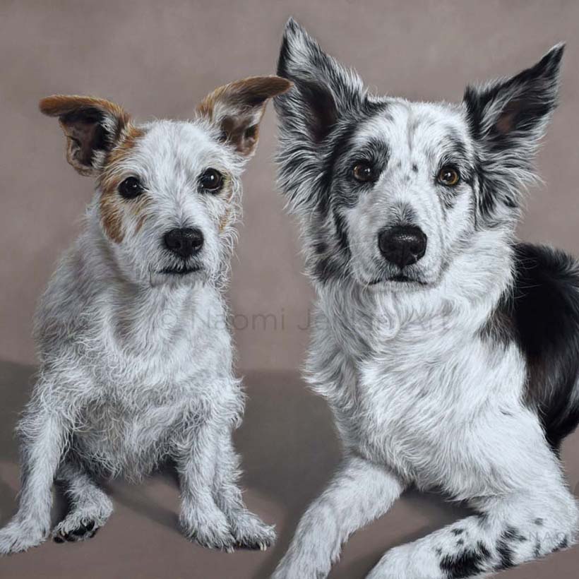 Pet portrait of a Jack Russell Terrier and a Border Collie by animal artist Naomi Jenkin Art. 