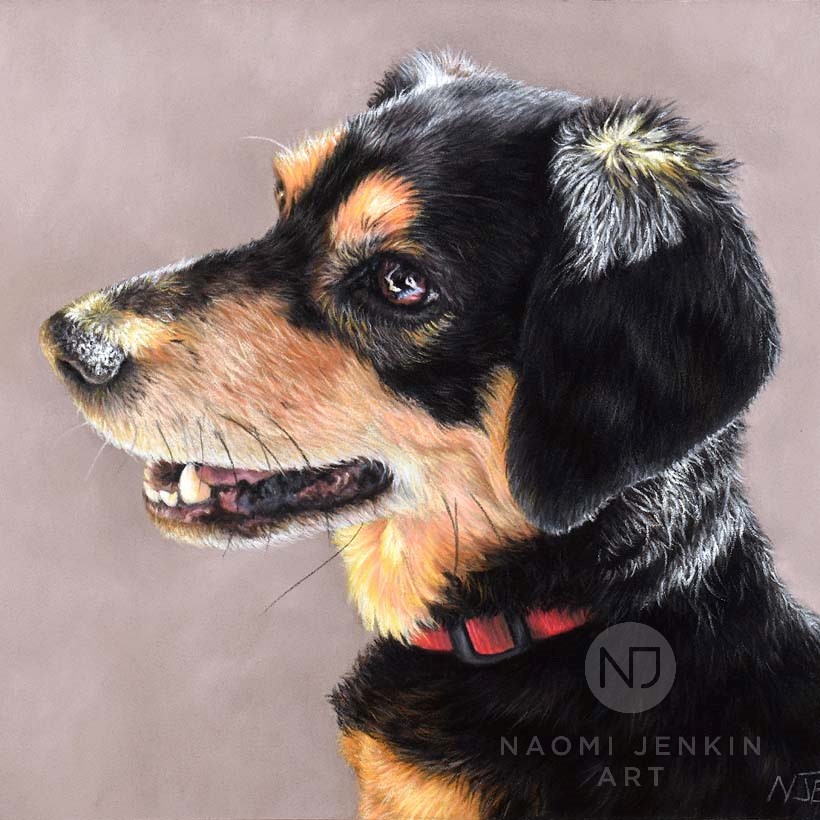 Dog portrait in pastels by UK pet portrait artist Naomi Jenkin. 