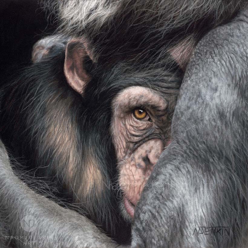 Original chimpanzee drawing 