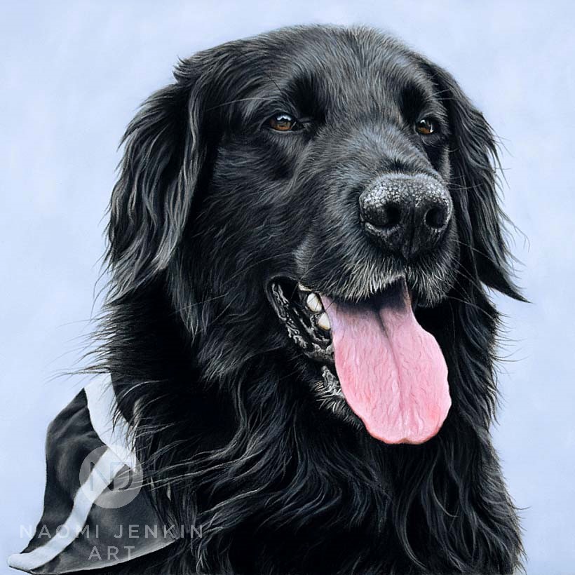Flat-coated Retriever dog portrait by UK pet artist Naomi Jenkin.