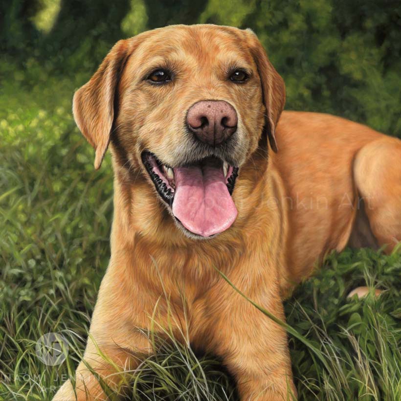 Dog portrait of a fox red Labrador lying in the grass by Naomi Jenkin Art. 