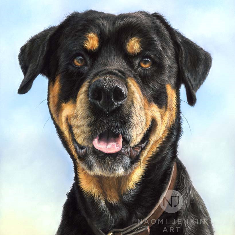 Rottweiler dog portrait by Naomi Jenkin Art. 