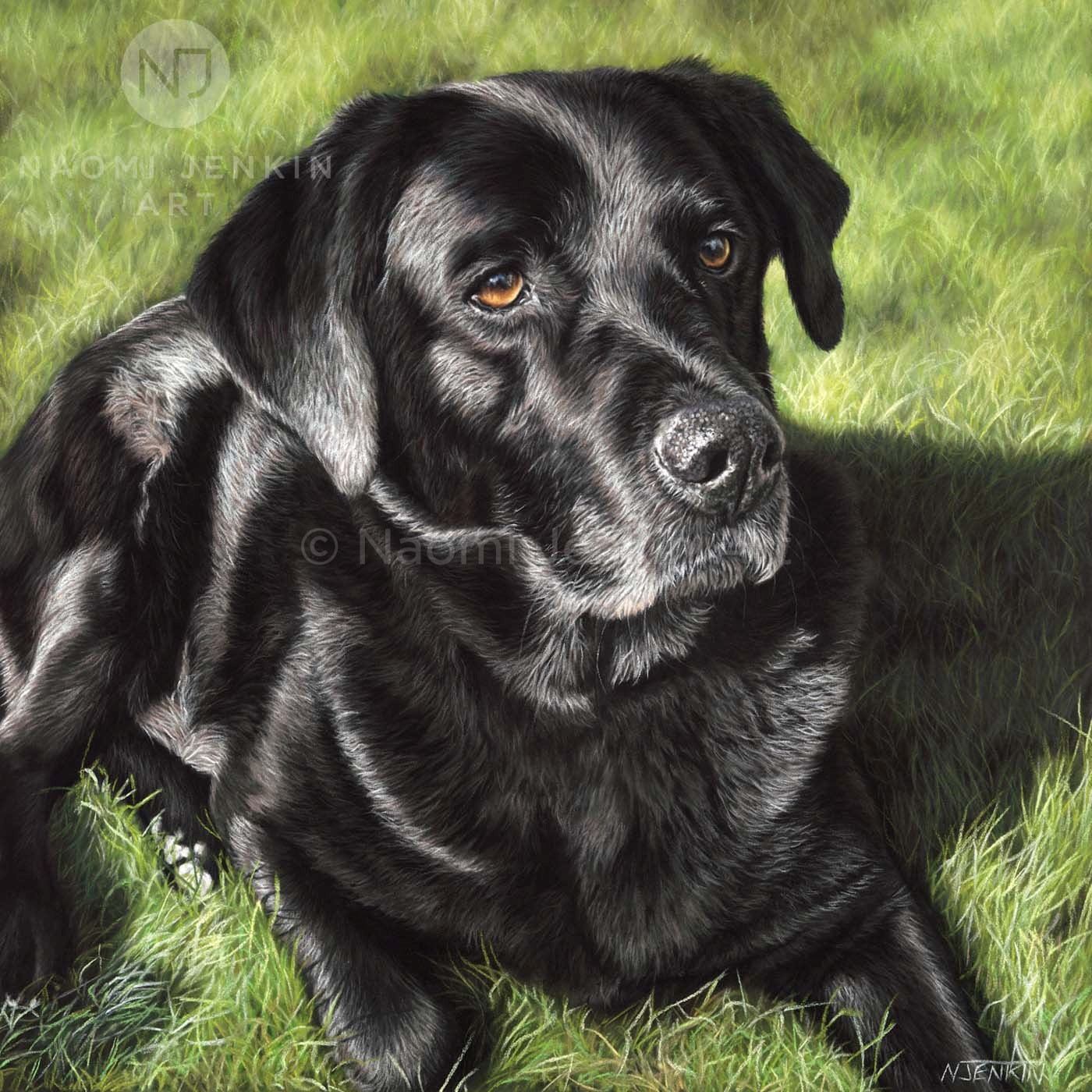 Black labrador portrait by dog portrait artist Naomi Jenkin. 