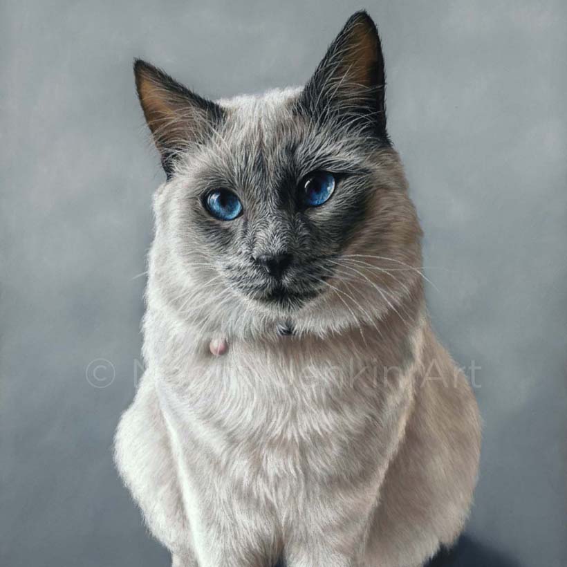 Cat portrait of a ragdoll cat drawn in pastels by pet portrait artist Naomi Jenkin Art.