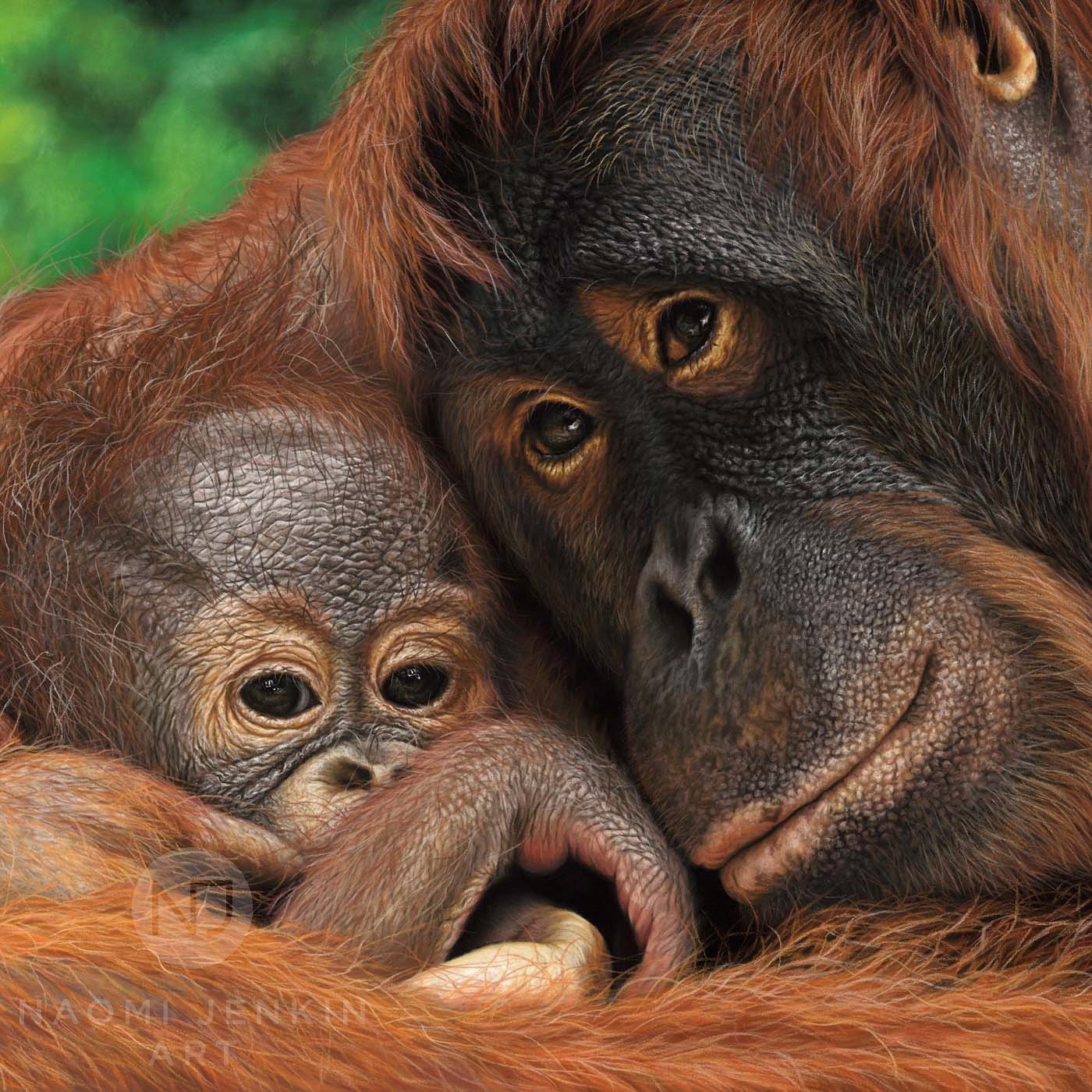 Orangutan art by wildlife artist Naomi Jenkin.