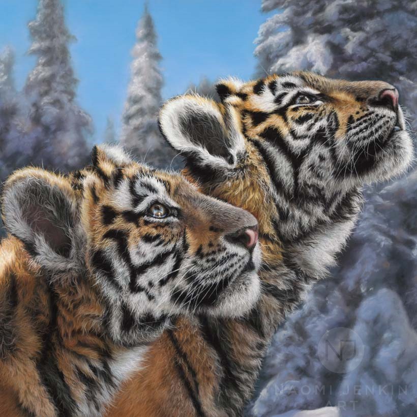 Wildlife art tiger drawing by Naomi Jenkin Art. 