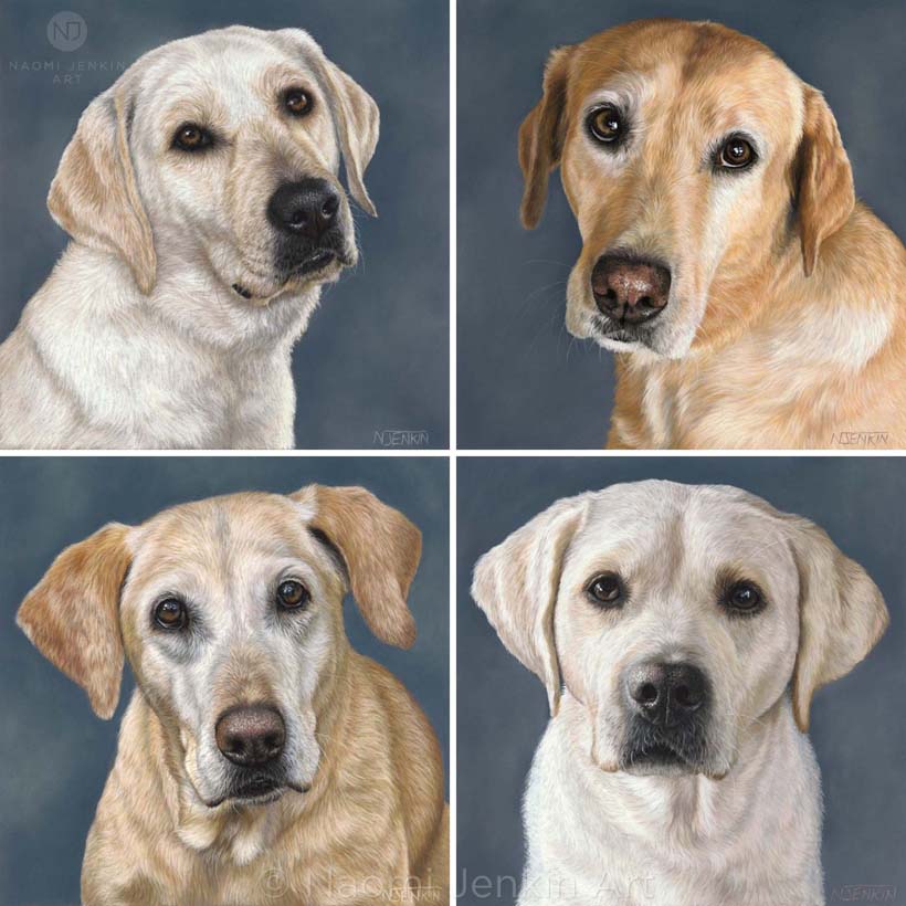 Four Labrador portraits by Naomi Jenkin