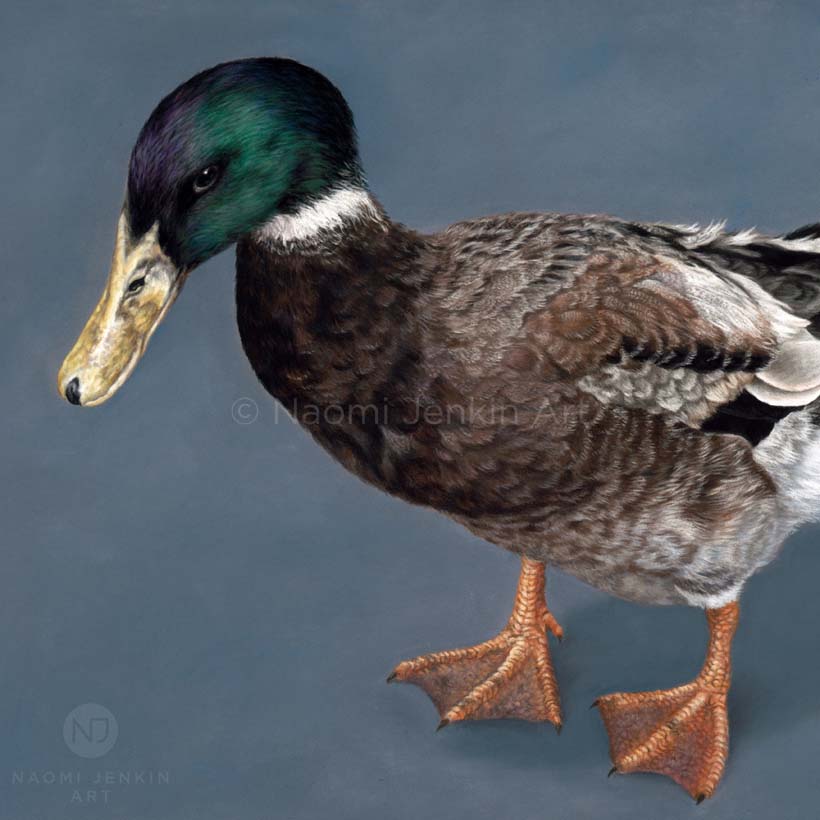 Pet portrait of a mallard duck by Naomi Jenkin Art. 