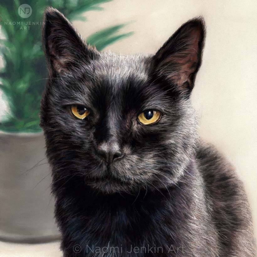 Cat portrait of a black cat by pet portrait artist Naomi Jenkin.