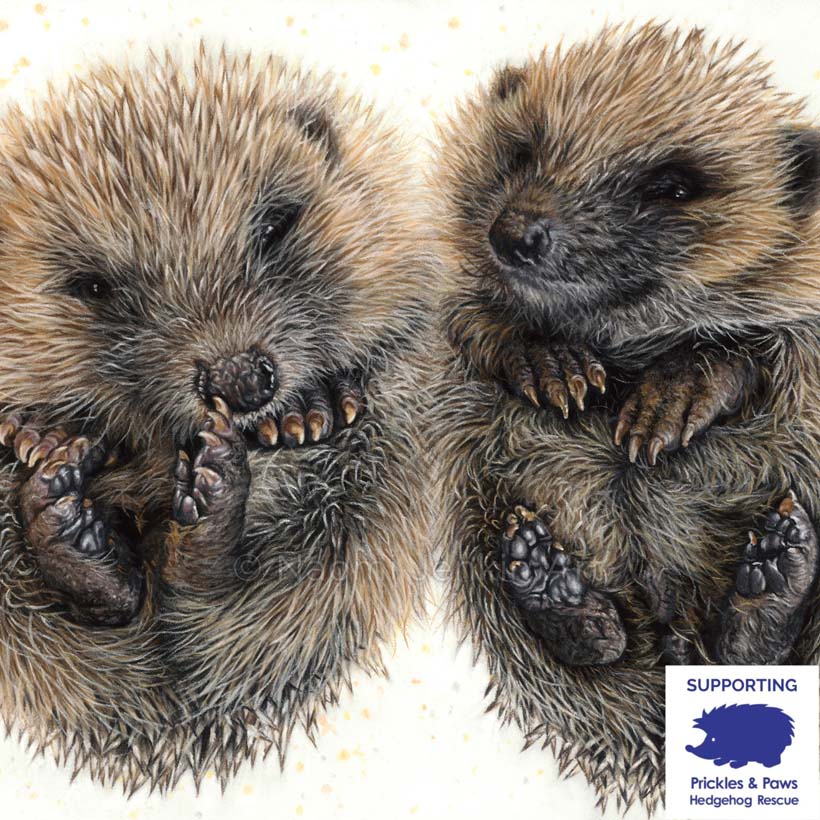 Hedgehog painting by wildlife artist Naomi Jenkin Art in support of Prickles and Paws Hedgehog Rescue.. 