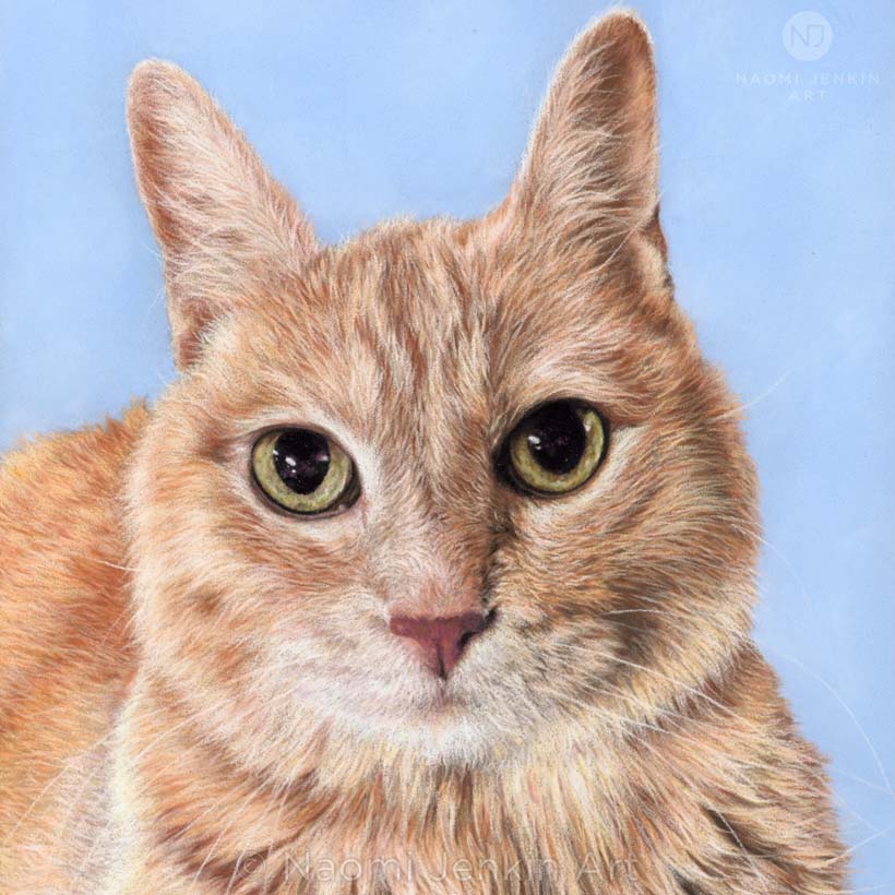 Cat portrait of a ginger tabby cat by Naomi Jenkin Art.