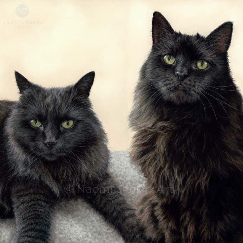 Cat portrait of two long haired black cats drawn in pastels by artist Naomi Jenkin.