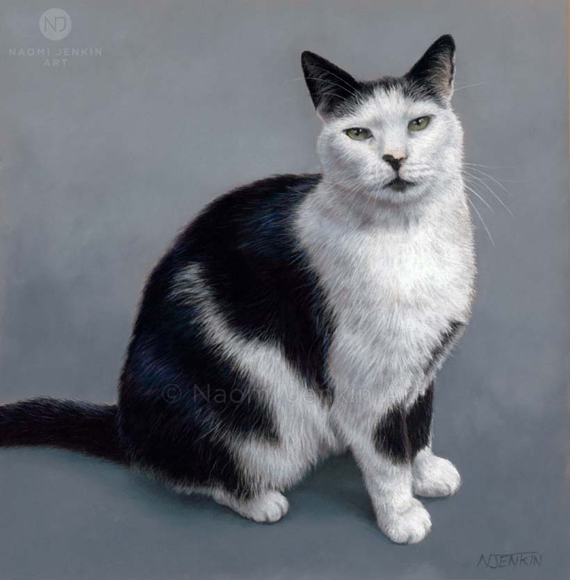 Cat portrait of a black and white  cat by Naomi Jenkin Art.