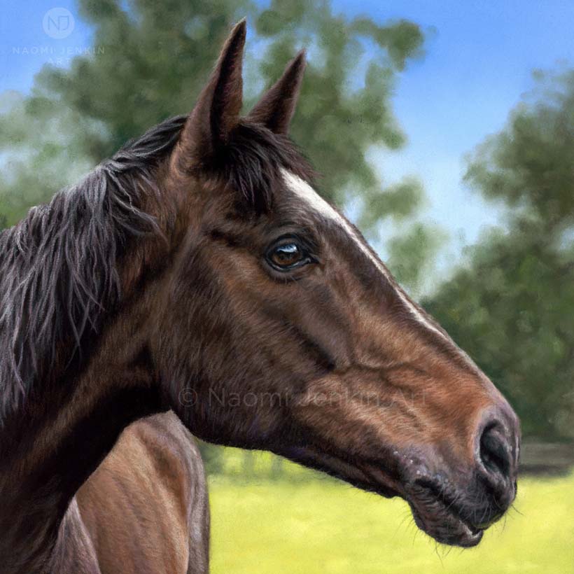 Horse portrait by Naomi Jenkin Art. 