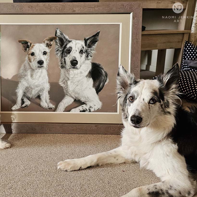 Pet portrait of Jack Russell and a Border Collie by Naomi Jenkin