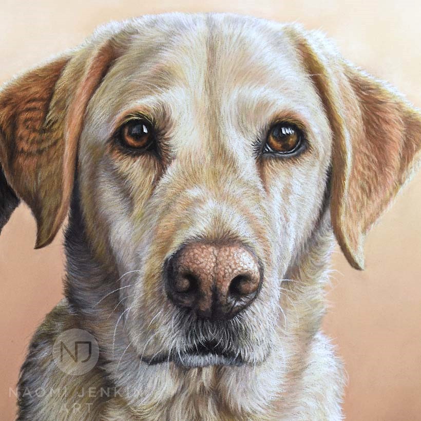 Labrador portraits | Capturing your Lab's lovable personality