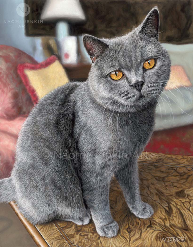 British shorthair cat portrait by Naomi Jenkin