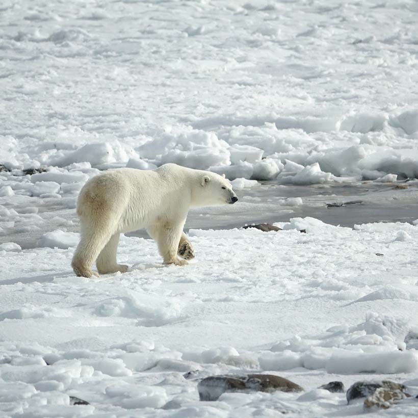 Fun Facts About Polar Bears