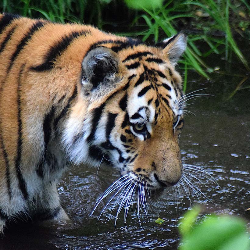 Tiger facts photos and videos, siberian tiger, bengal tiger, amur tiger
