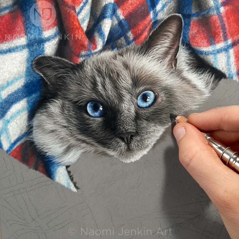 Cat portrait by Naomi Jenkin Art. 