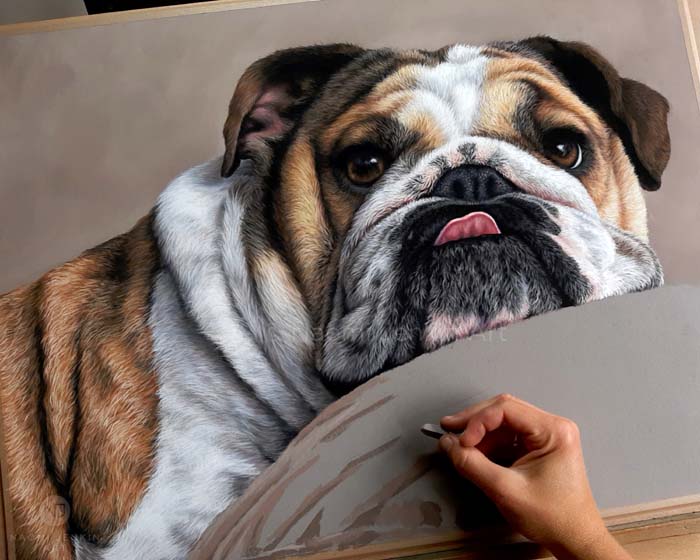 British bulldog pet portrait drawn by Naomi Jenkin Art